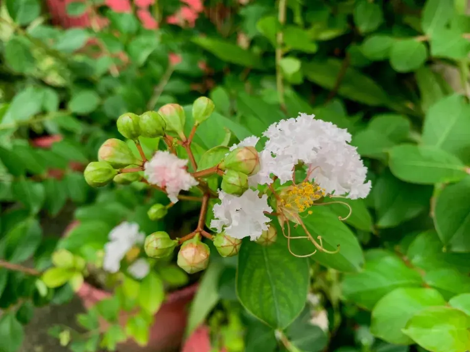 Pukol indický (Lagerstroemia indica) 