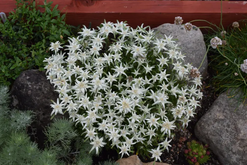 Alpská protěž (Leontopodium alpinum) 