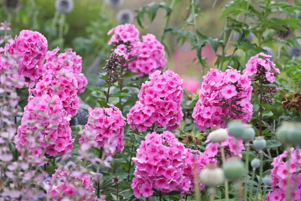 plamenka latnatá, flox