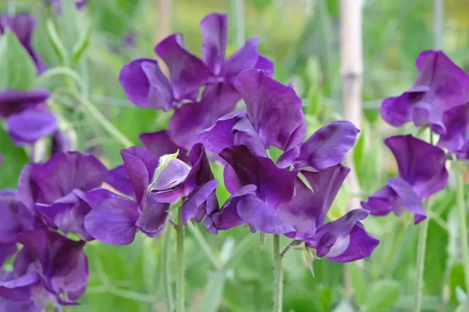 Hrachor vonný (Lathyrus odoratus) 