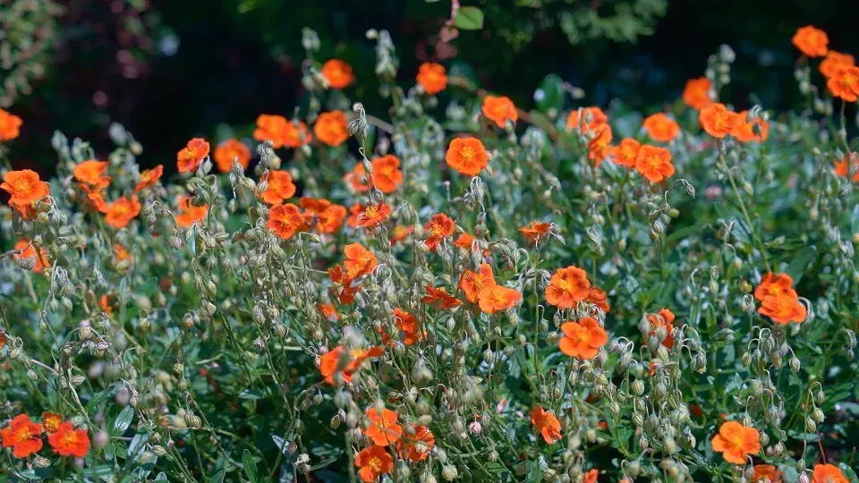 Zahrada Benešov nad Černou