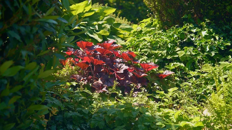 Zahrada Benešov nad Černou
