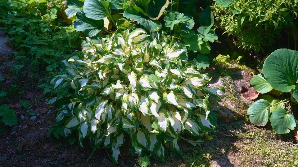 Zahrada Benešov nad Černou