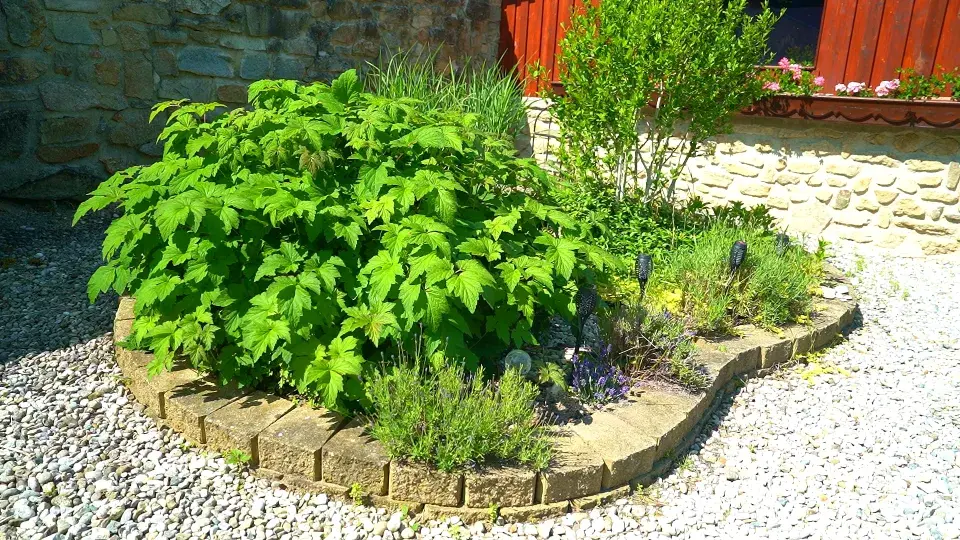 Zahrada Benešov nad Černou