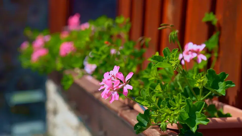 Zahrada Benešov nad Černou