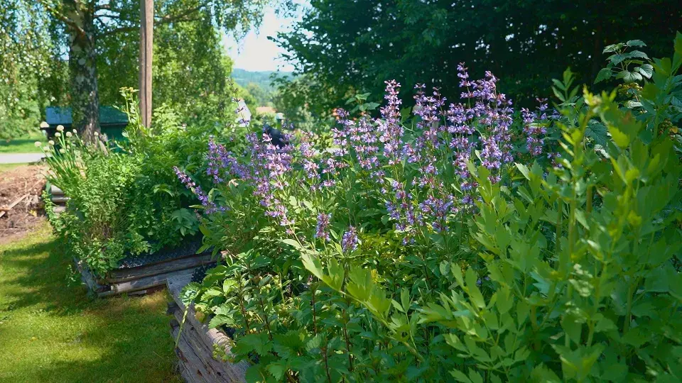 Zahrada Benešov nad Černou