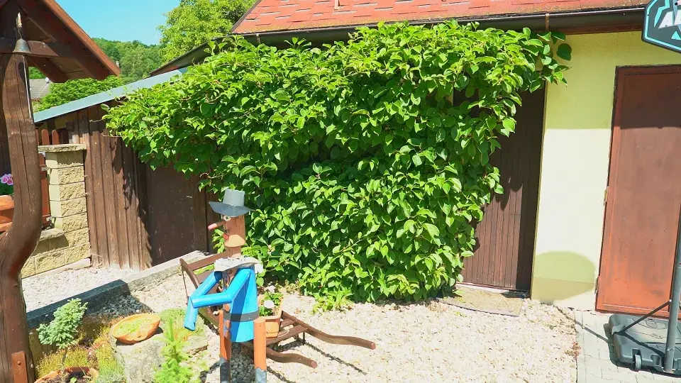 Zahrada Benešov nad Černou