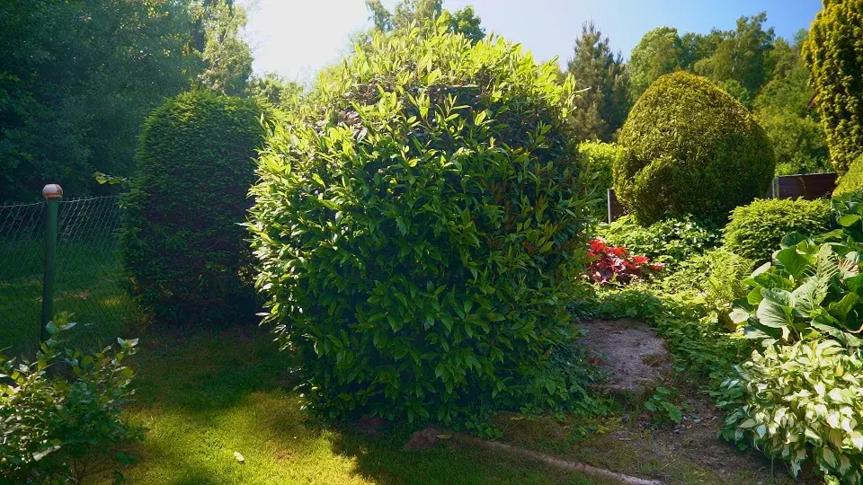 Zahrada Benešov nad Černou