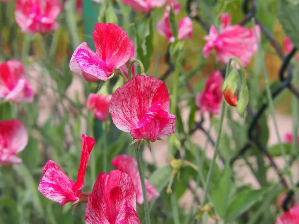 Hrachor vonný (Lathyrus odoratus)