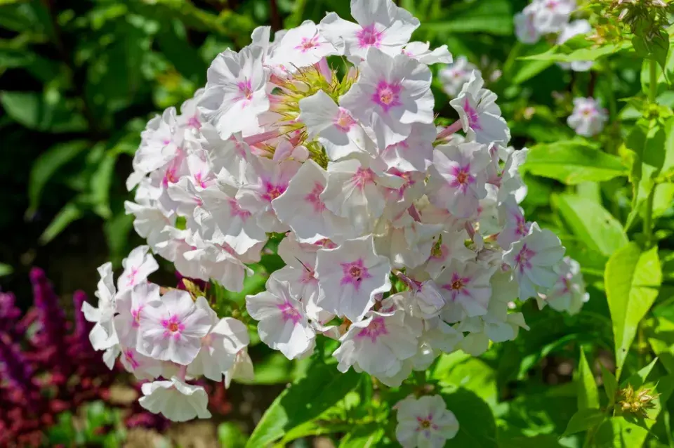 plamenka latnatá, flox