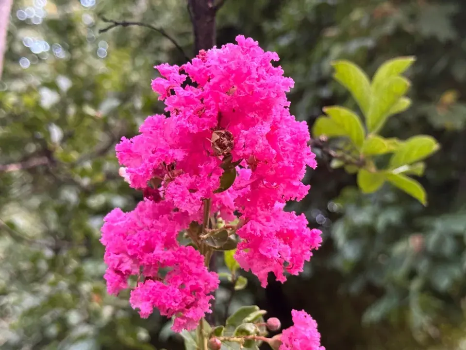 Pukol indický (Lagerstroemia indica) 
