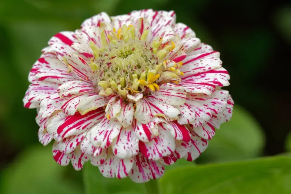 Cínie neboli ostálka lepá (Zinnia elegans)