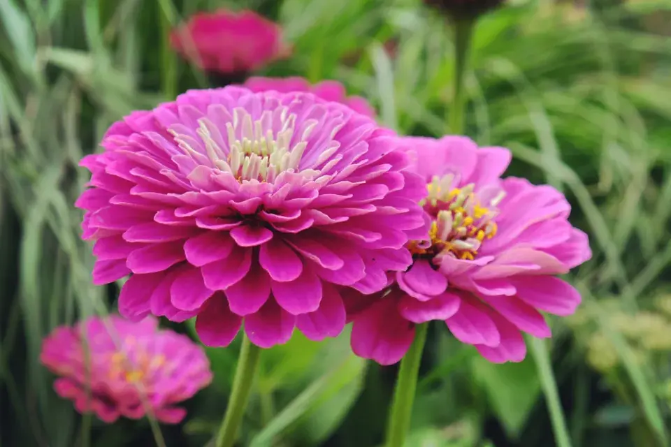 Cínie neboli ostálka lepá (Zinnia elegans)