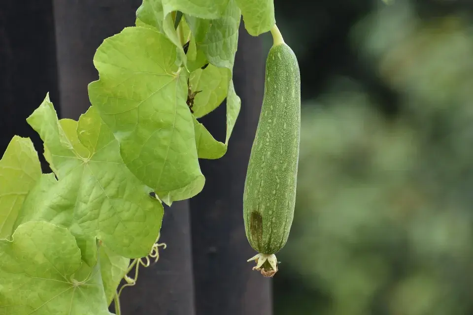Lufa válcovitá (Luffa cylindrica či Luffa aegyptiaca) 