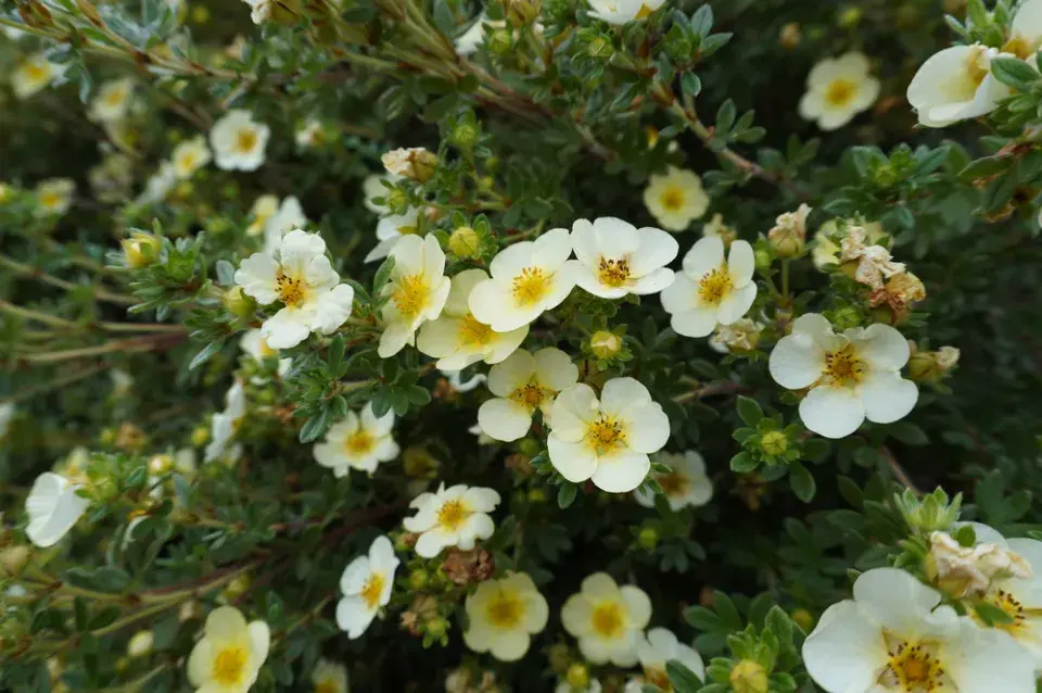 Mochnovec křovitý (Dasiphora fruticosa)