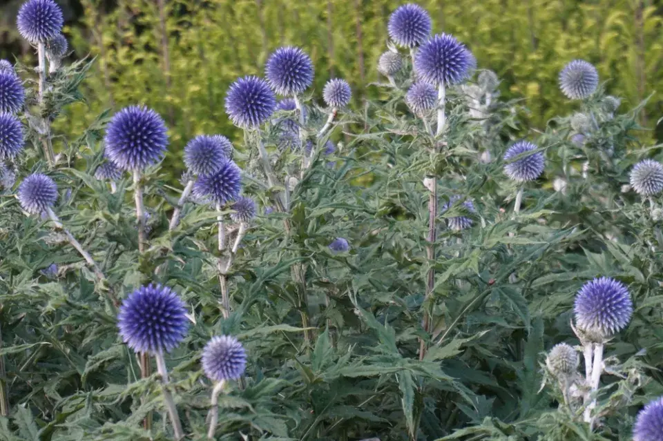 Bělotrn modrý (Echinops ritro)