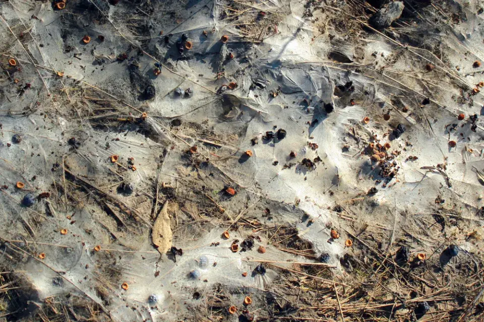 Pythiová skvrnitost