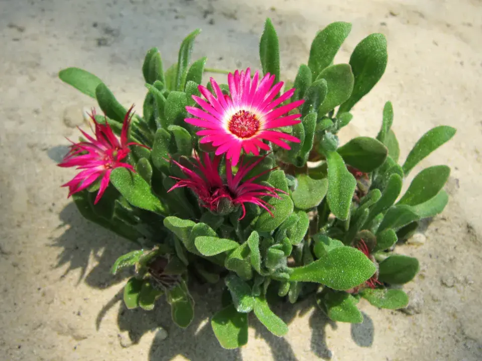 Kosmatec sedmikráskovitý (Dorotheanthus bellidiformis)