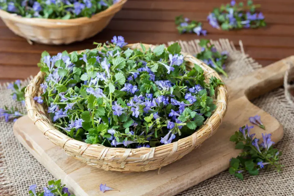 Popenec, bylina do kuchyně i na zahradu