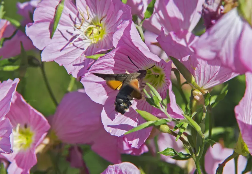Pupalka nádherná (Oenothera speciosa) 