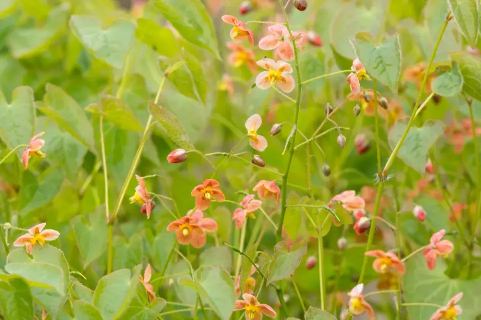 Epimedium warleyense