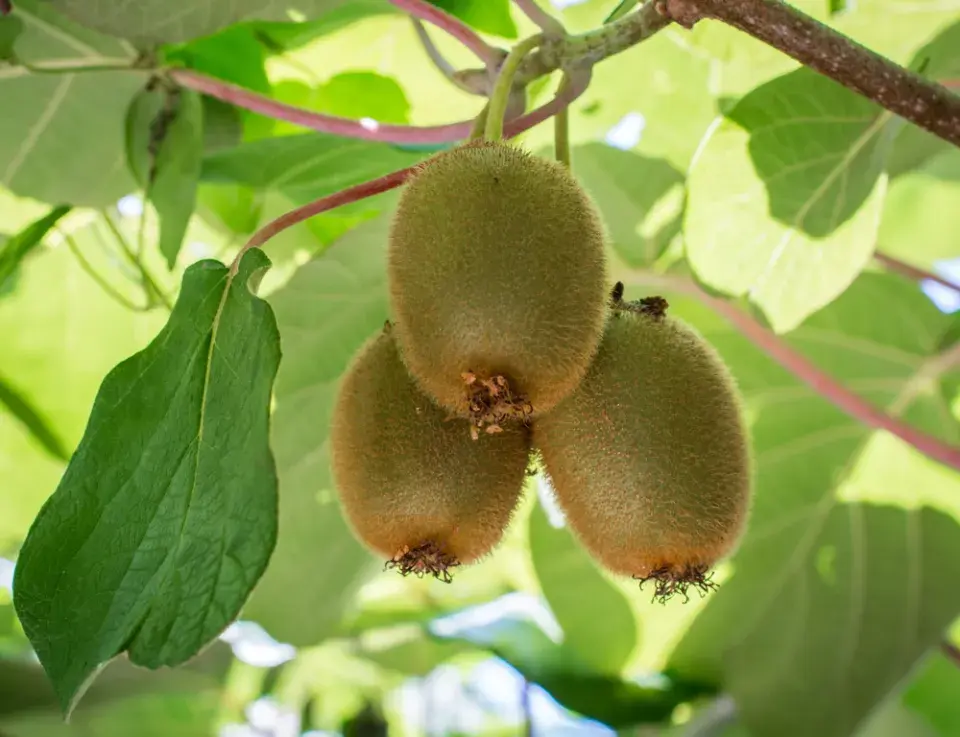 Kiwi