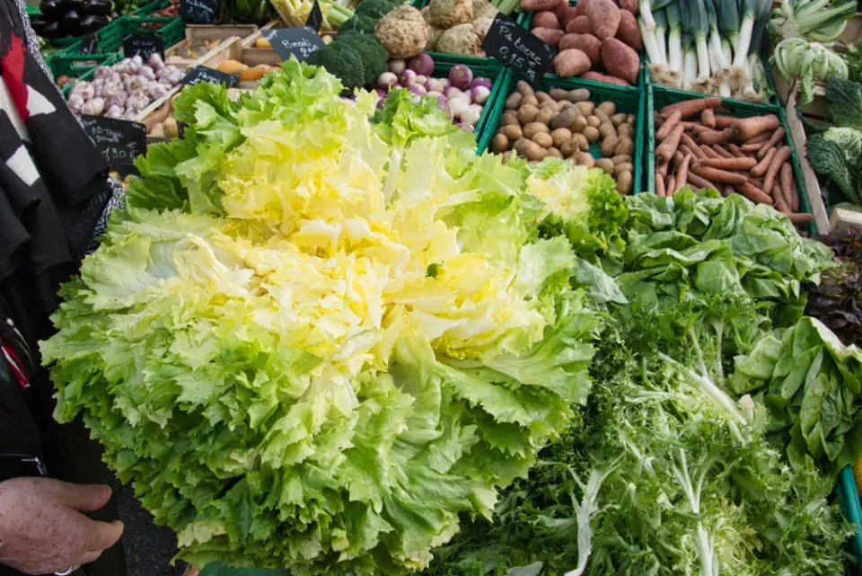 zimní štěrbák neboli endivie (Cichorium endivia)