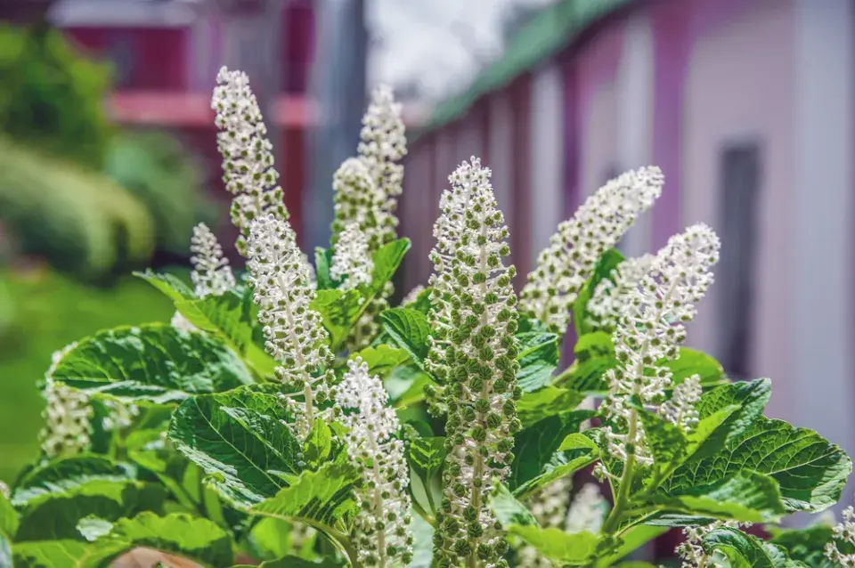 Odkvétající líčidlo 