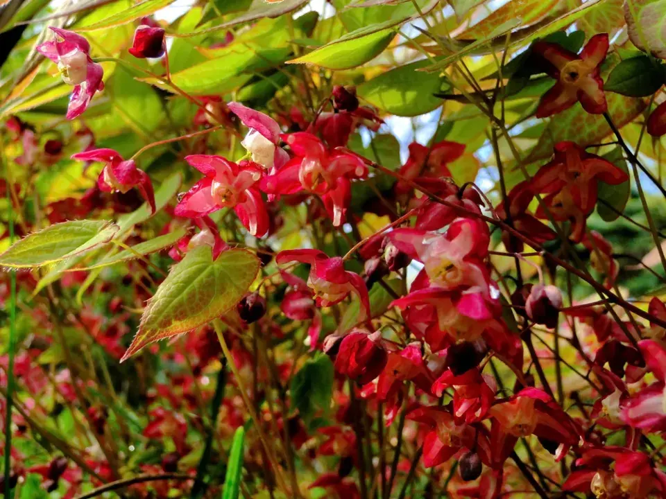 Epimedium rubrum