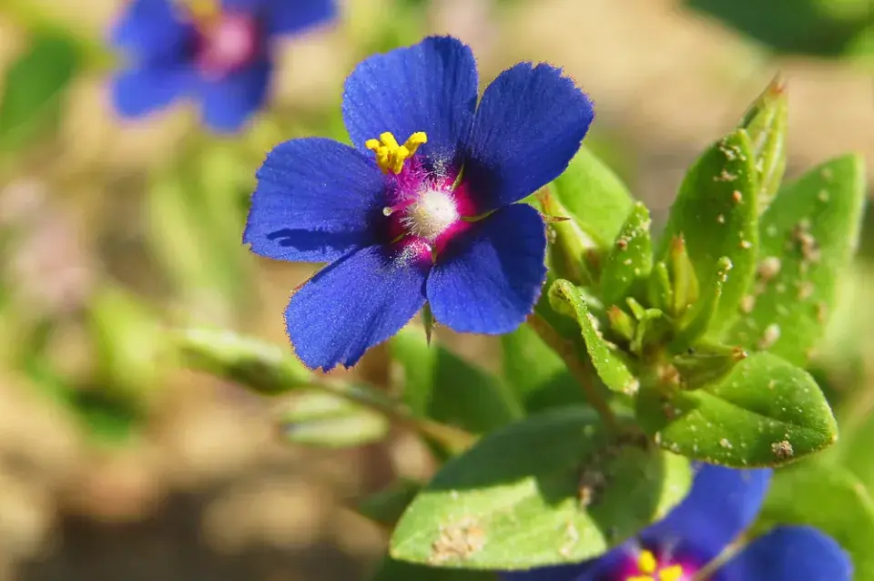Drchnička rolní (Anagallis arvensis)