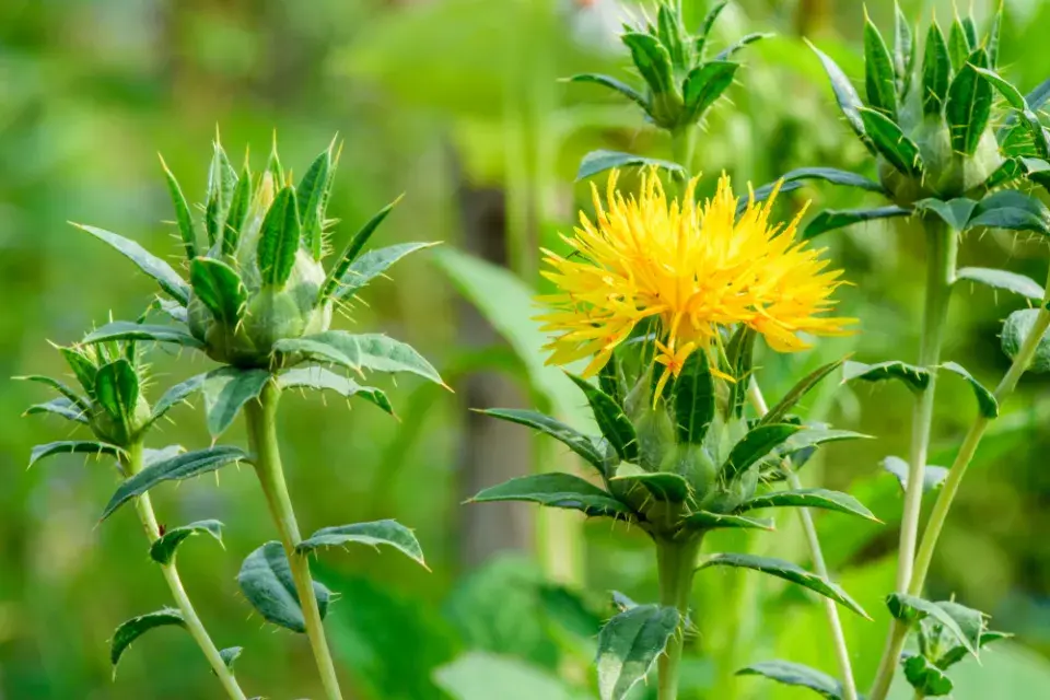 Světlice barvířská (Carthamus tinctorius) 