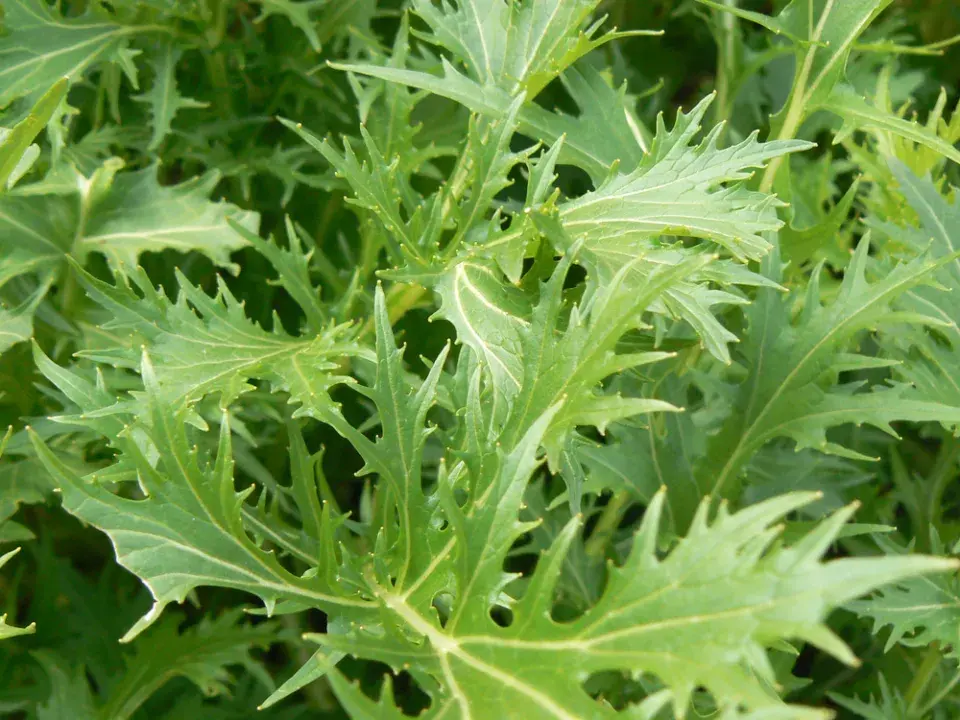 Mizuna (Brassica campestris Japonica)