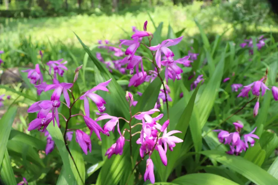 japonská orchidej (Bletilla)