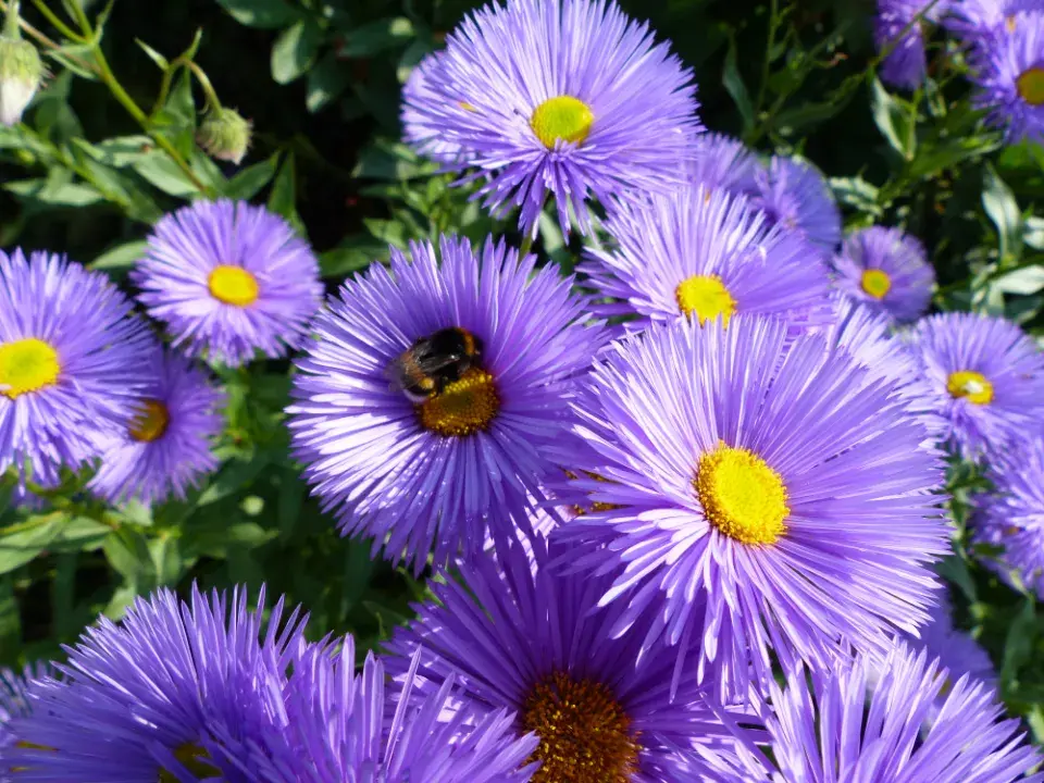 Květina turan nádherný