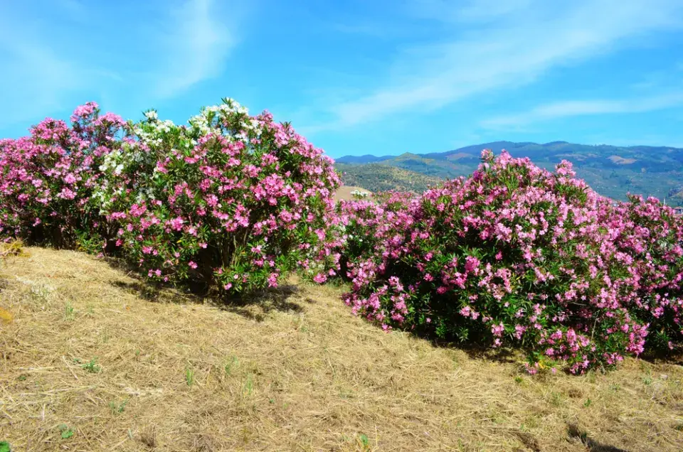 Oleandr, okrasný keř