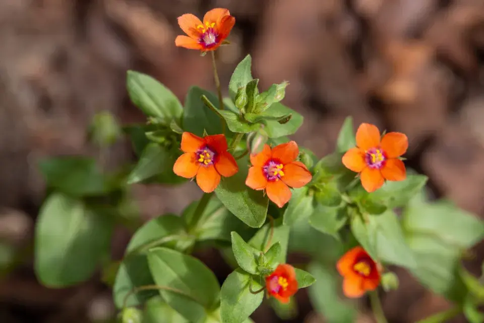 Drchnička rolní (Anagallis arvensis)