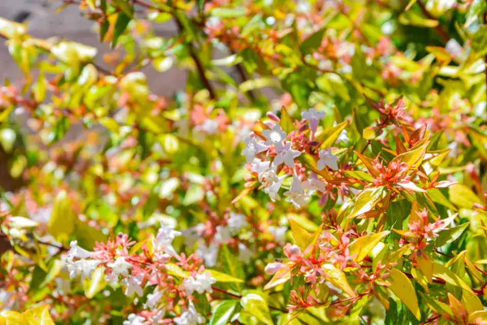 Abélie velkokvětá