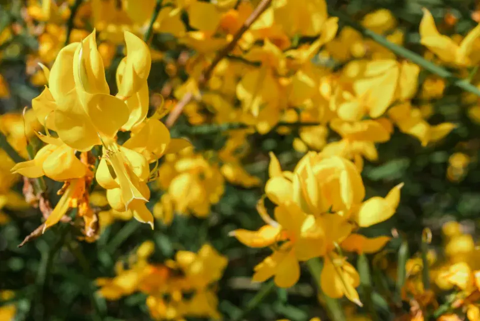 Vítečník sítinovitý 