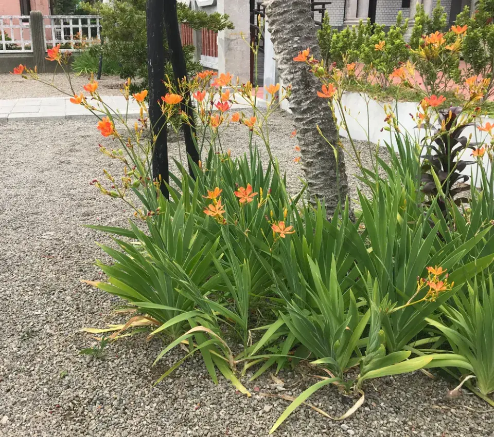 Angínovník čínský