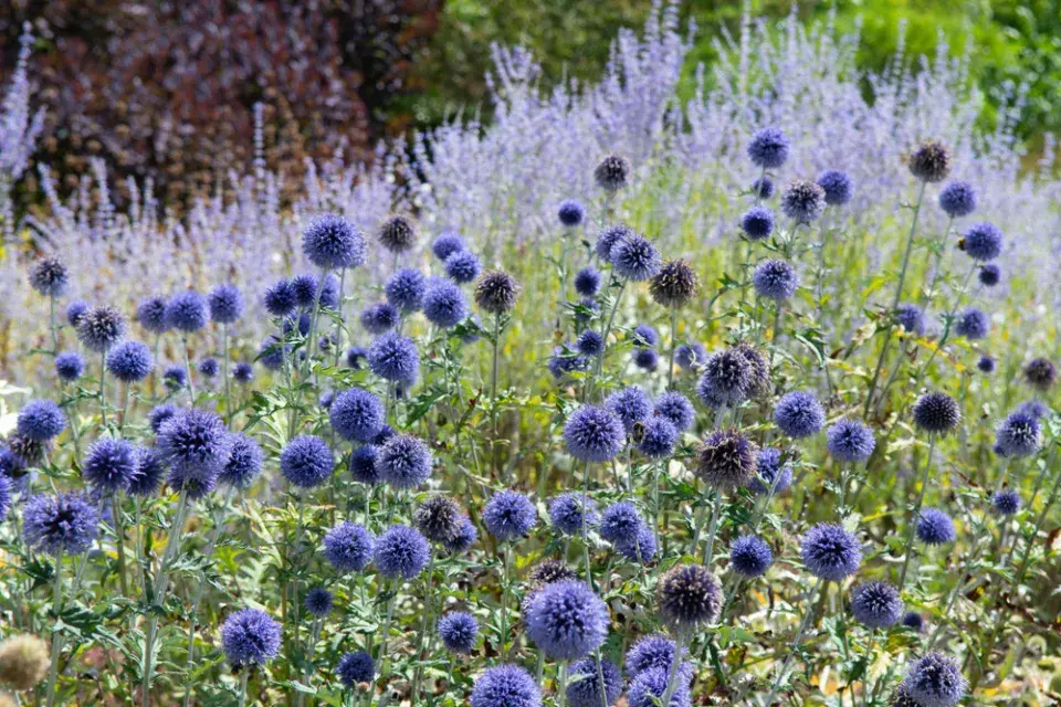Bělotrn modrý (Echinops ritro)