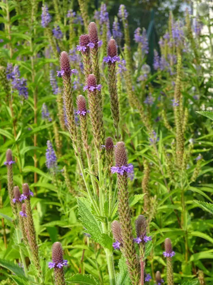 Sporýš přímý (Verbena stricta) 