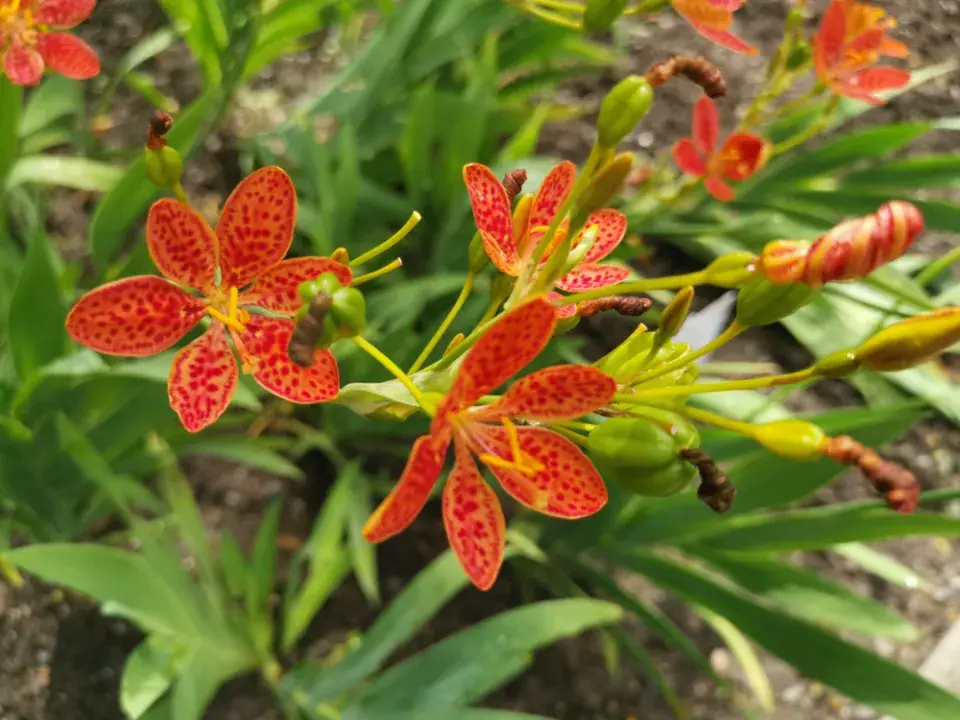 Angínovník čínský