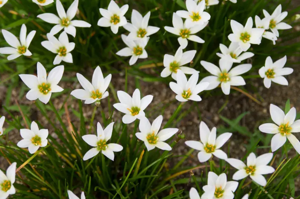 Dešťová lilie (Zephyranthes candida)