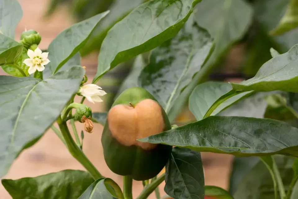 Nedostatek vápníku u paprik