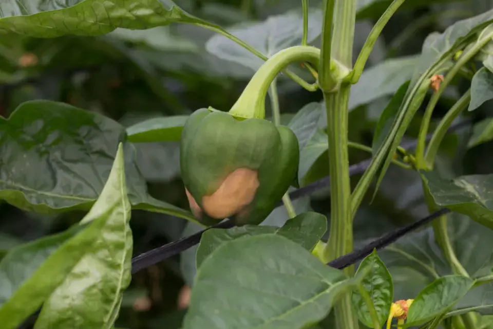 Nedostatek vápníku u paprik