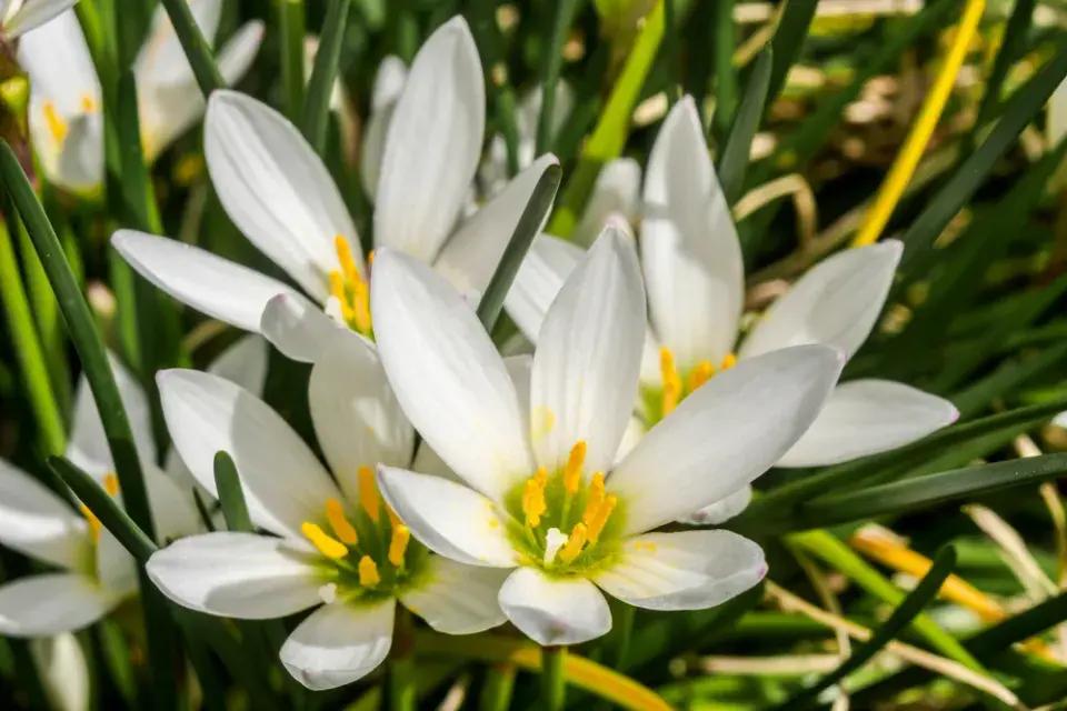Dešťová lilie (Zephyranthes candida)