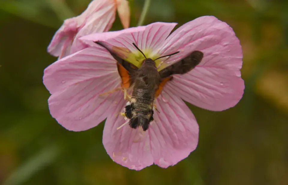 Pupalka nádherná (Oenothera speciosa) 