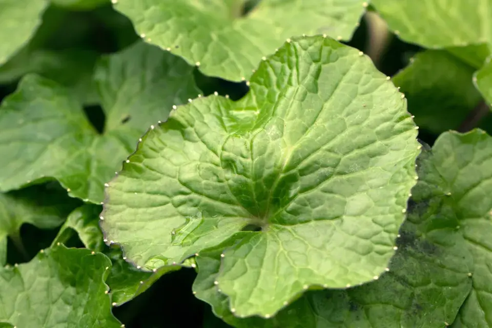 Japonský křen wasabi (Wasabia japonica)