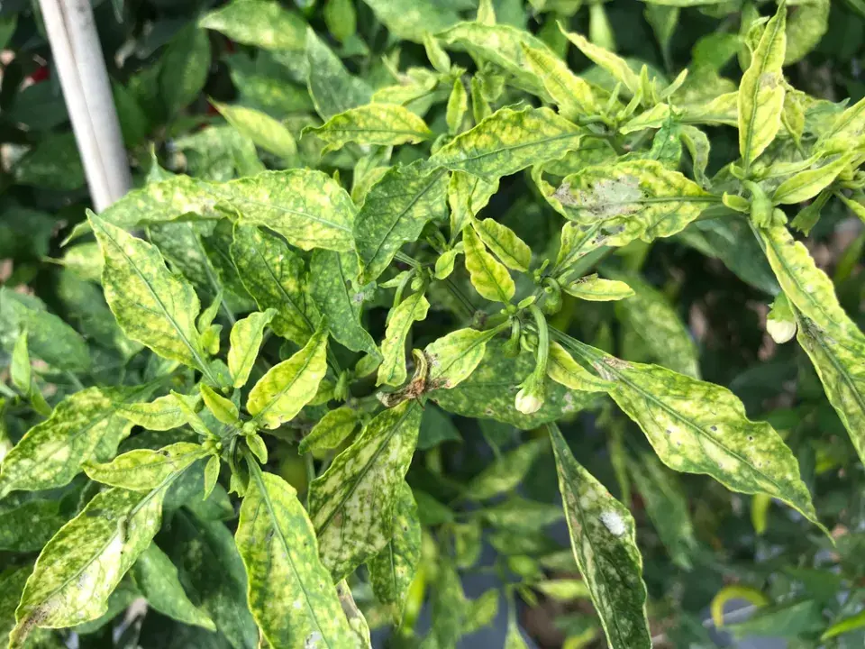 Nedostatek vápníku na listech rostlin