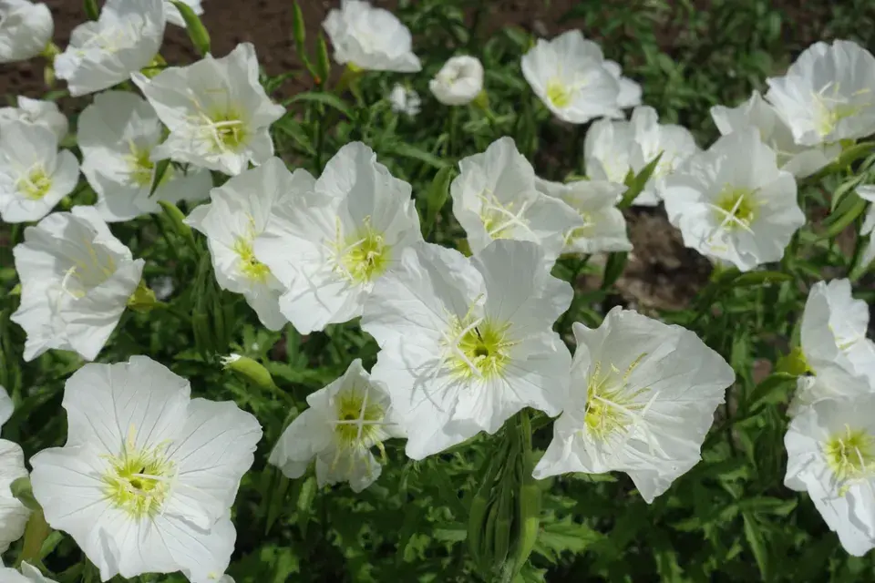 Pupalka nádherná (Oenothera speciosa) 